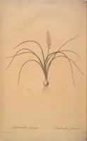 Picture 321 of 960 from Les liliacées (1805), leaf 166