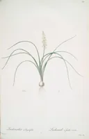 Picture 322 of 960 from Les liliacées (1805), leaf 166