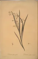 Picture 324 of 960 from Les liliacées (1805), leaf 167