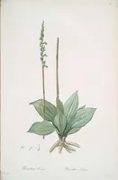 Picture 325 of 960 from Les liliacées (1805), leaf 168