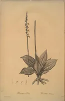 Picture 326 of 960 from Les liliacées (1805), leaf 168