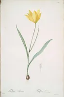 Picture 327 of 960 from Les liliacées (1805), leaf 169