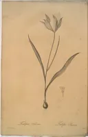 Picture 328 of 960 from Les liliacées (1805), leaf 169