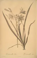 Picture 30 of 960 from Les liliacées (1805), leaf 17
