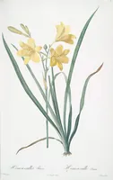 Picture 31 of 960 from Les liliacées (1805), leaf 17