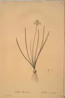 Picture 329 of 960 from Les liliacées (1805), leaf 170