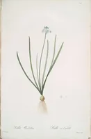 Picture 330 of 960 from Les liliacées (1805), leaf 170