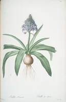 Picture 331 of 960 from Les liliacées (1805), leaf 171