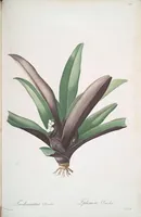Picture 333 of 960 from Les liliacées (1805), leaf 172