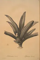 Picture 334 of 960 from Les liliacées (1805), leaf 172