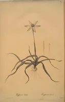 Picture 335 of 960 from Les liliacées (1805), leaf 173