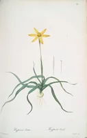 Picture 336 of 960 from Les liliacées (1805), leaf 173