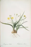 Picture 337 of 960 from Les liliacées (1805), leaf 174
