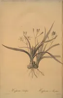 Picture 338 of 960 from Les liliacées (1805), leaf 174