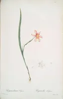 Picture 339 of 960 from Les liliacées (1805), leaf 175