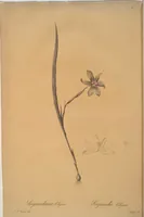 Picture 340 of 960 from Les liliacées (1805), leaf 175