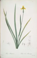 Picture 342 of 960 from Les liliacées (1805), leaf 176
