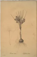 Picture 344 of 960 from Les liliacées (1805), leaf 177