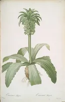 An illustration from Les liliacées (1805)