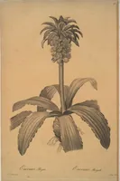 Picture 348 of 960 from Les liliacées (1805), leaf 179