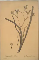 Picture 349 of 960 from Les liliacées (1805), leaf 180