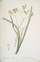 Picture 350 of 960 from Les liliacées (1805), leaf 180