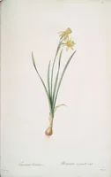 Picture 351 of 960 from Les liliacées (1805), leaf 181