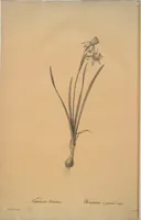 Picture 352 of 960 from Les liliacées (1805), leaf 181