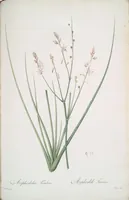 Picture 353 of 960 from Les liliacées (1805), leaf 182