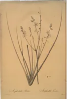 Picture 354 of 960 from Les liliacées (1805), leaf 182