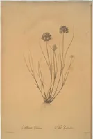 Picture 355 of 960 from Les liliacées (1805), leaf 183
