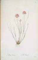 Picture 356 of 960 from Les liliacées (1805), leaf 183