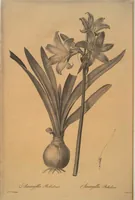 Picture 358 of 960 from Les liliacées (1805), leaf 185