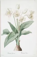 Picture 359 of 960 from Les liliacées (1805), leaf 186