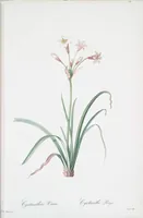 Picture 361 of 960 from Les liliacées (1805), leaf 187
