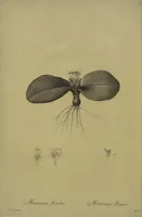 Picture 363 of 960 from Les liliacées (1805), leaf 188