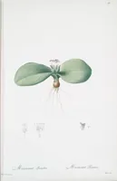 Picture 364 of 960 from Les liliacées (1805), leaf 188