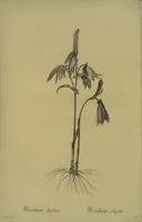 Picture 365 of 960 from Les liliacées (1805), leaf 189