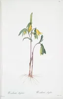 Picture 366 of 960 from Les liliacées (1805), leaf 189