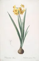 Picture 35 of 960 from Les liliacées (1805), leaf 19
