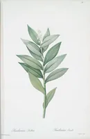 Picture 367 of 960 from Les liliacées (1805), leaf 190