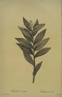 Picture 368 of 960 from Les liliacées (1805), leaf 190