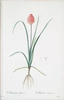Picture 369 of 960 from Les liliacées (1805), leaf 191
