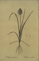 Picture 370 of 960 from Les liliacées (1805), leaf 191