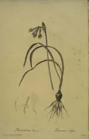Picture 371 of 960 from Les liliacées (1805), leaf 192