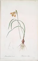 Picture 372 of 960 from Les liliacées (1805), leaf 192