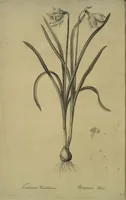 Picture 373 of 960 from Les liliacées (1805), leaf 193