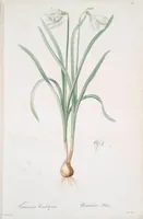 Picture 374 of 960 from Les liliacées (1805), leaf 193