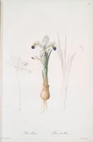 Picture 375 of 960 from Les liliacées (1805), leaf 194