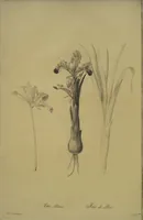 An illustration from Les liliacées (1805)